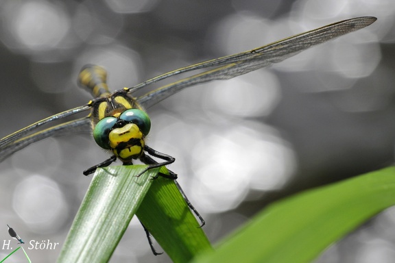 Zweigestreifte Quelljungfer (Cordulegaster boltonii)